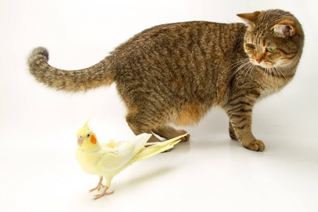Взаимоотношения птиц с другими домашними питомцами: кошки