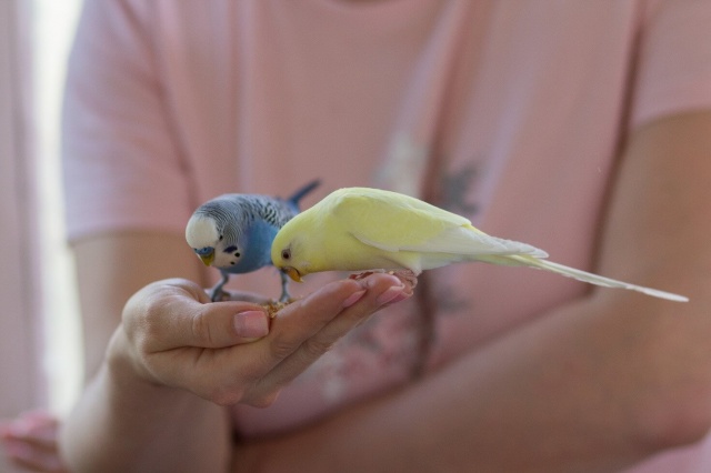 Кормление волнистых попугаев и уход за ними