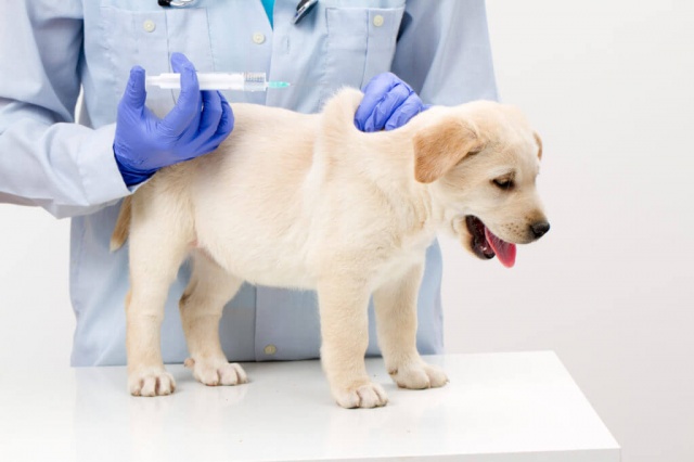 Все о вакцинации щенка