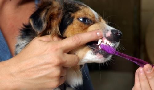 Как ухаживать за полостью рта и зубами собаки