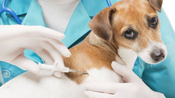 Как глистогонить собак перед прививкой?
