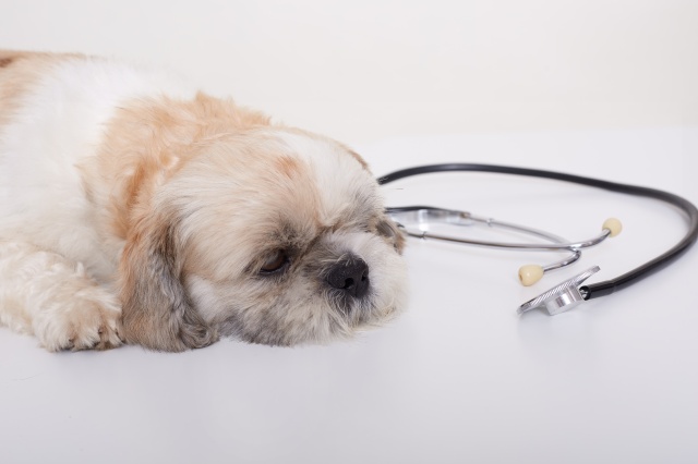 Лечение конъюнктивита у собак